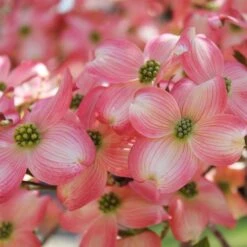 Cherokee Brave Dogwood -Evergreen Store Cherokee Brave Dogwood 3 FGT