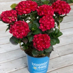 Cherry-Go-Round™ Hydrangea -Evergreen Store Cherry Go Round Hydrangea 1