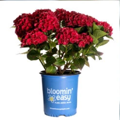 Cherry-Go-Round™ Hydrangea -Evergreen Store Cherry Go Round Hydrangea 3