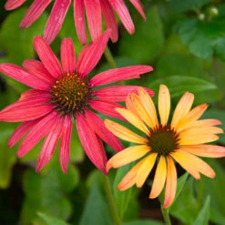 Cheyenne Spirit Echinacea (Coneflower) -Evergreen Store Cheyenne SPirit Coneflower 4