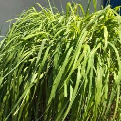 Citronella Grass (Cymbopogon Nardus) -Evergreen Store Citronella GRass 4 FGT