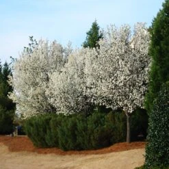 Cleveland Pear Tree -Evergreen Store Cleveland Pear 2 FGT