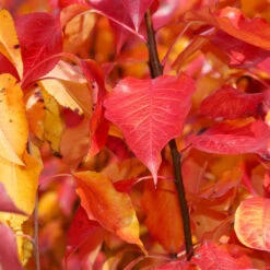 Cleveland Pear Tree -Evergreen Store Cleveland Pear 9 FGT