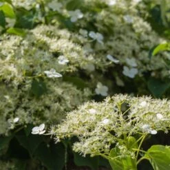 Climbing Hydrangea 5 Climbing Hydrangea -Evergreen Store Climbing Hydrangea 2