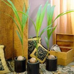 Coconut Palm Tree 9 Coconut Palm Tree -Evergreen Store Coconut Palm 11