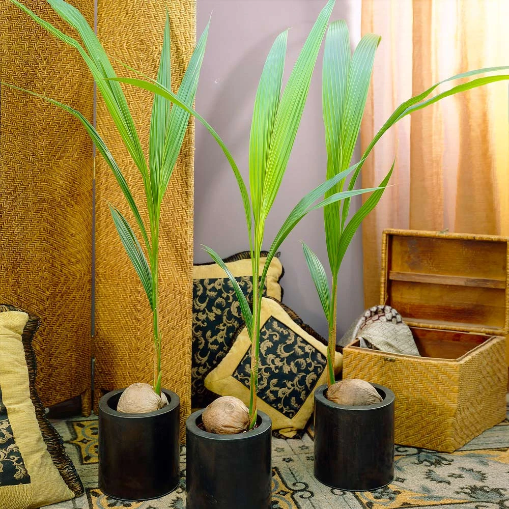 Coconut Palm Tree 4 Coconut Palm Tree - Image 4