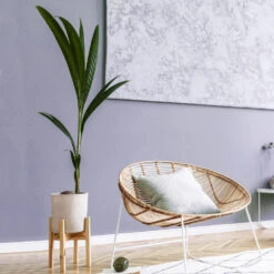 Coconut Palm Tree 8 Coconut Palm Tree -Evergreen Store Coconut Palm 1 FGT