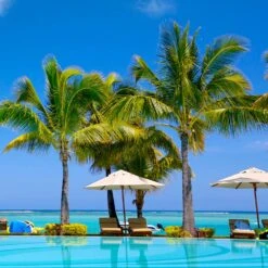 Coconut Palm Tree 10 Coconut Palm Tree -Evergreen Store Coconut Palm 4