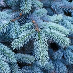Colorado Blue Spruce Tree -Evergreen Store Colorado BLue Spruce 1 FGT