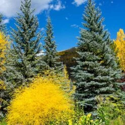 Colorado Blue Spruce Tree -Evergreen Store Colorado BLue Spruce 4 FGT
