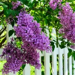 Common Purple Lilac 5 Common Purple Lilac -Evergreen Store Common Purple Lilac 3