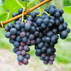 Concord Grape -Evergreen Store Concord Grape 1 FGT