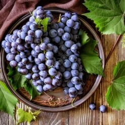 Concord Grape -Evergreen Store Concord Grape 6 FGT