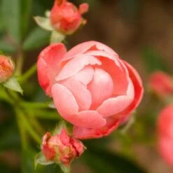 Coral Knock Out® Rose Shrub -Evergreen Store Coral Knockout Rose 2 FGT