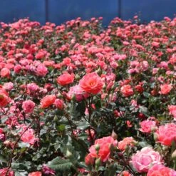 Coral Knock Out® Rose Shrub -Evergreen Store Coral Knockout Rose 3 FGT