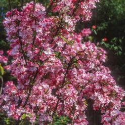 Coralburst® Crabapple -Evergreen Store Coralbust Crabapple 1