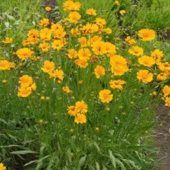 Nana Coreopsis (Tickseed) Plant -Evergreen Store Coreopsis Nana 1