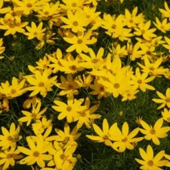 Threadleaf Coreopsis Plant -Evergreen Store Coreopsis Zagreb 1