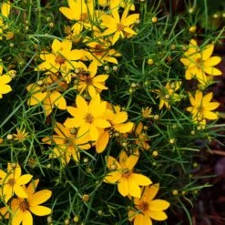 Threadleaf Coreopsis Plant -Evergreen Store Coreopsis Zagreb 3 FGT