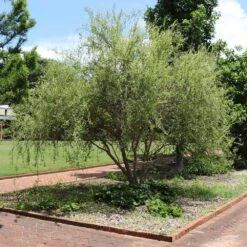 Corkscrew Willow Tree 8 Corkscrew Willow Tree -Evergreen Store Corkscrew Willow 1