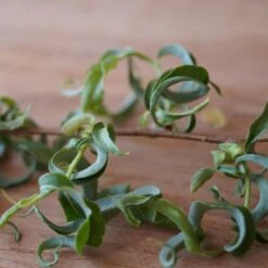 Corkscrew Willow Tree 10 Corkscrew Willow Tree -Evergreen Store Corkscrew Willow 2