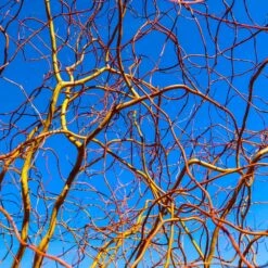 Corkscrew Willow Tree 11 Corkscrew Willow Tree -Evergreen Store Corkscrew Willow 6