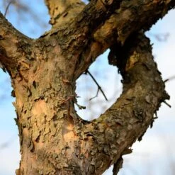 Cornelian Cherry Dogwood Tree 13 Cornelian Cherry Dogwood Tree -Evergreen Store Cornelian Cherry Dogwood