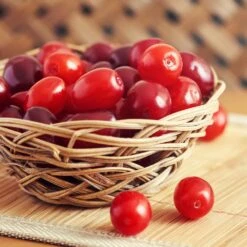 Cornelian Cherry Dogwood Tree 10 Cornelian Cherry Dogwood Tree -Evergreen Store Cornelian Cherry Dogwood 1 FGT