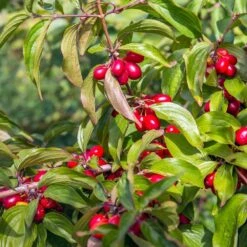 Cornelian Cherry Dogwood Tree 9 Cornelian Cherry Dogwood Tree -Evergreen Store Cornelian Cherry Dogwood 2 FGT