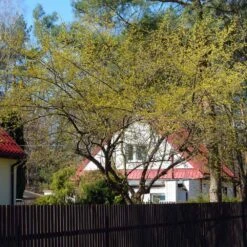 Cornelian Cherry Dogwood Tree 12 Cornelian Cherry Dogwood Tree -Evergreen Store Cornelian Cherry Dogwood 4 FGT