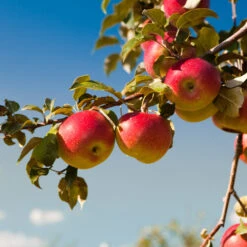 Honeycrisp™ & Cortland Twisted Apple Tree -Evergreen Store Cortland