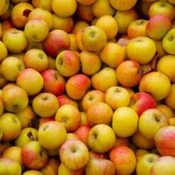 Cox's Orange Pippin Apple Tree -Evergreen Store Coxs Orange Pippen 2