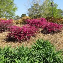 Crimson Fire™ Loropetalum -Evergreen Store Crimson Fire Loropetalum 1