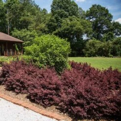 Crimson Fire™ Loropetalum -Evergreen Store Crimson Fire Loropetalum 3