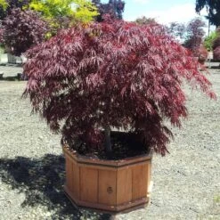 Crimson Queen Japanese Maple -Evergreen Store Crimson Queen Japanese Maple 1