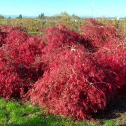 Crimson Queen Japanese Maple -Evergreen Store Crimson Queen Japanese Maple 2
