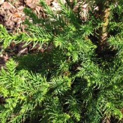 Black Dragon Cryptomeria -Evergreen Store Cryptomeria Black Dragon 3