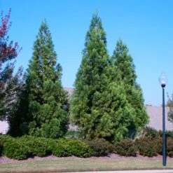 Cryptomeria Radicans -Evergreen Store Cryptomeria Radicans 2