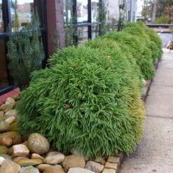 Cryptomeria 'Globosa Nana' Shrub -Evergreen Store Cryptomeria Radicans 2 3165d994 5f65 4559 9565 a9ab498ac1dd