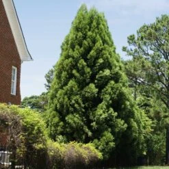 Cryptomeria Radicans -Evergreen Store Cryptomeria Radicans 5