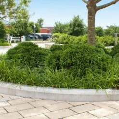 Cryptomeria 'Globosa Nana' Shrub -Evergreen Store Cryptomeria Radicans 5 1b1b9abd 7f86 4bef bc80 cb1e72effa46