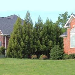 Cryptomeria Radicans -Evergreen Store Cryptomeria Radicans 6