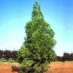 Yoshino Japanese Cedar 6 Yoshino Japanese Cedar -Evergreen Store Cryptomeria Yoshino 1