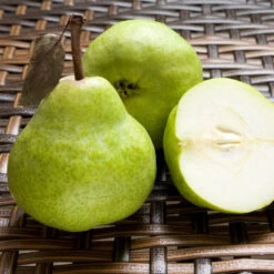 D'Anjou Pear Tree -Evergreen Store DAnjou Pear 3 FGT da277ba9 1c1c 4f9f 9202 bc3a27216f3b