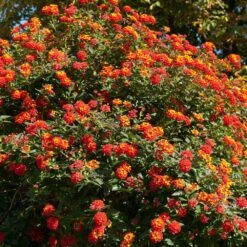 Dallas Red Lantana -Evergreen Store Dallas Red lantana 2