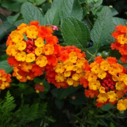 Dallas Red Lantana -Evergreen Store Dallas Red lantana 4