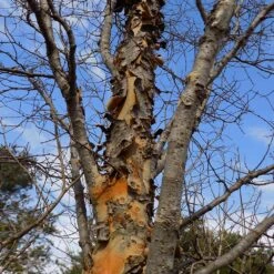 DannaSpire Columnar Elm Tree -Evergreen Store Danaspire Elm 1