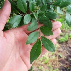 DannaSpire Columnar Elm Tree -Evergreen Store Danaspire Elm 2