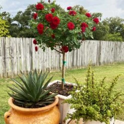 Dancing In The Dark™ Rose Tree -Evergreen Store Dancing in the Dark 2