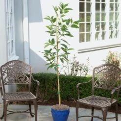 Condo™ Avocado Tree -Evergreen Store Day Condo Avocado 1